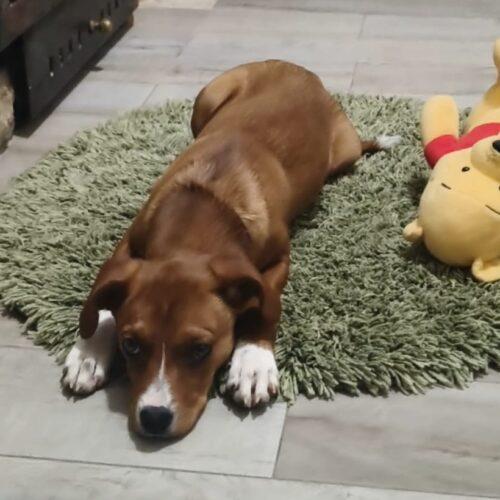 Kira - 4 Mesi (Nata Indicativamente I Primi Di Ottobre 2025)  Razza: Meticcio  Taglia: Medio Piccola  